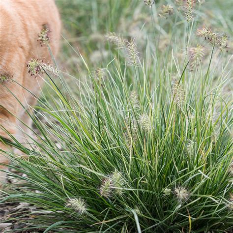 Szkółka Bylin Dobrepole Pennisetum Alopecuroides Red Head Rozplenica Japońska