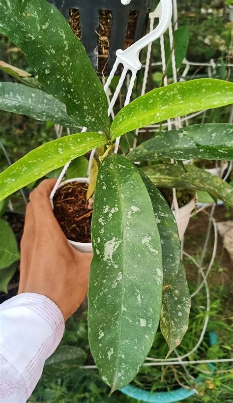 Variegated Hoya Multiflora Yellow Splash 4 Pot Greenboog