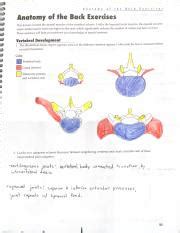 Back Anatomy 183-186 .pdf - Anatomy of the Bock Exercises Anatomy of the Back Exercises muscles ...