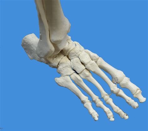 Leg Bone Model Lower Extremity Bone Human Lower Extremity Joint Femur