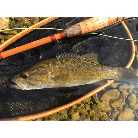 Buggin Out Moonshine Revival Fly Rod Review