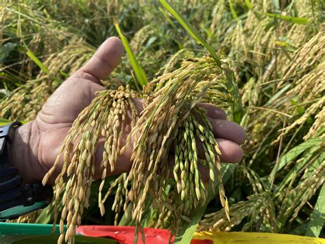 Dumarao Capiz Farmers Tapped For Hybrid Rice Demonstration Da