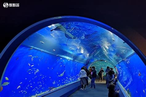 大阪海游館日本最壯觀的水族館體感型展區近距離海洋生物 每日頭條