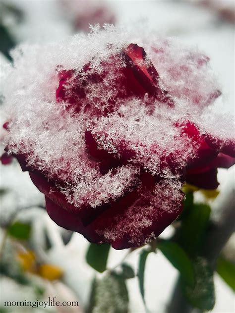 The Snowy Rose