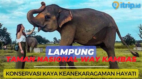 Taman Nasional Way Kambas Pesona Gajah Sumatera Di Alam Lampung Youtube