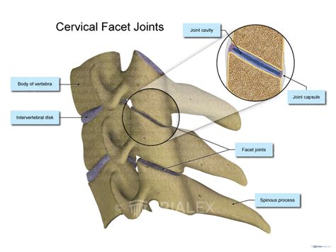 Cervical Facet Joints TrialQuest Inc