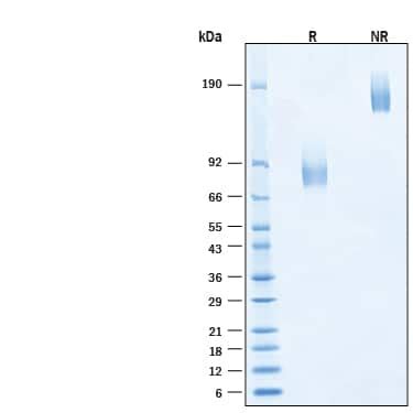 Recombinant Human B Cd Fc Alexa Fluor Protein Afr R