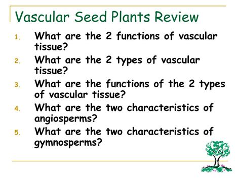 Ppt Vascular Seed Plants Powerpoint Presentation Free Download Id