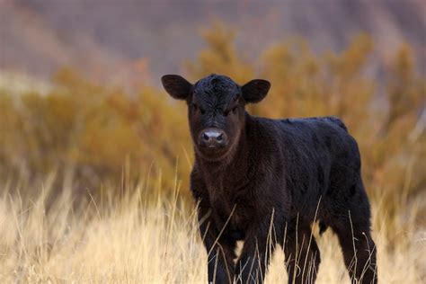 Cute black angus calf on ranch | Premium Photo