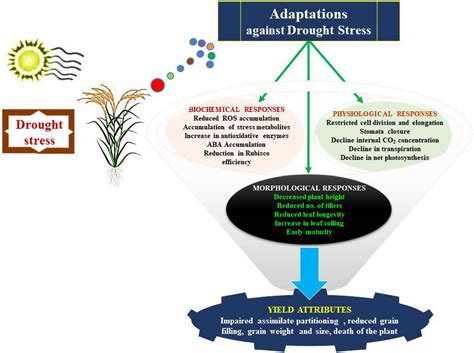 Frontiers Physiological And Multi Omics Approaches For Explaining Drought Stress Tolerance And