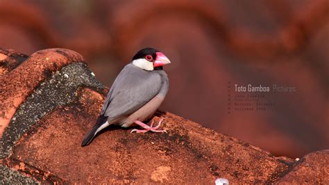 Maya Bird Philippines