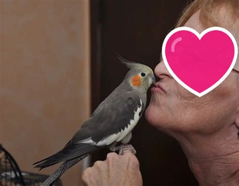 Are Cockatiels Affectionate How To Tell If Your Cockatiel Likes You