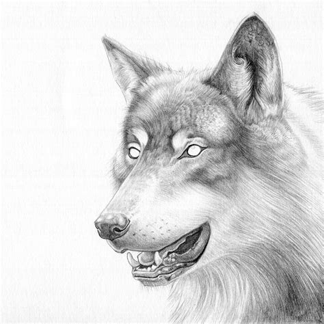 Wolf, Pencil, A5 : r/Art