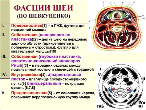 Лекция 2. Топографическая анатомия шеи. Операции на органах шеи ...