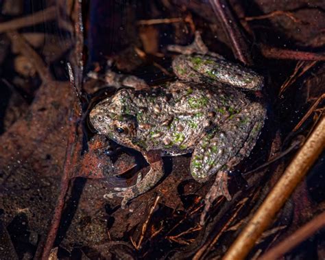 Eastern Cricket Frogs | Mike Powell