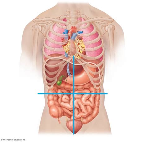 Abdominopelvic Quadrants Image Diagram Quizlet