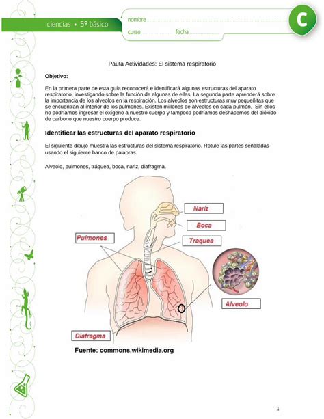 PDF Identificar Las Estructuras Del Aparato Respiratorio