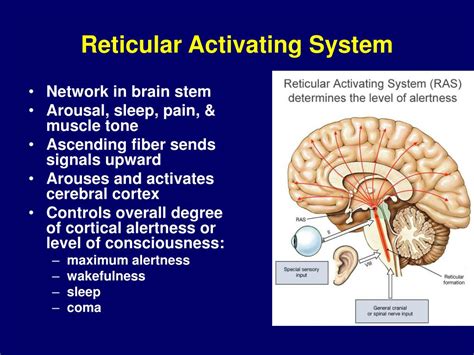 Ppt Neurophysiology Powerpoint Presentation Free Download Id168209