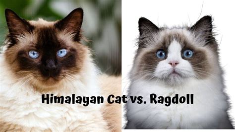 Himalayan Cat Vs Ragdoll Exploring The Differences And Helpful Tips