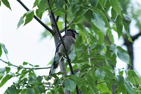 Blue Jay Bird Watching - Free photo on Pixabay