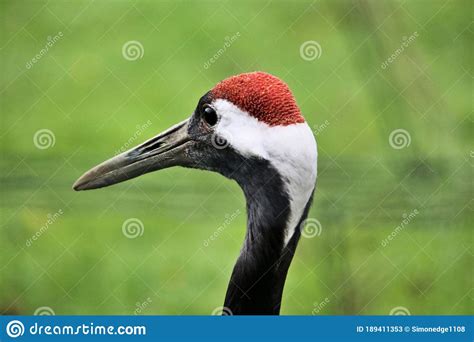 A View Of A Red Crowned Crane Stock Image Image Of Cape Birds 189411353