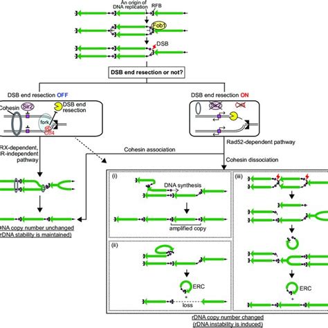 Proposed Model Of The Mechanisms That Maintain Or Change RDNA Copy