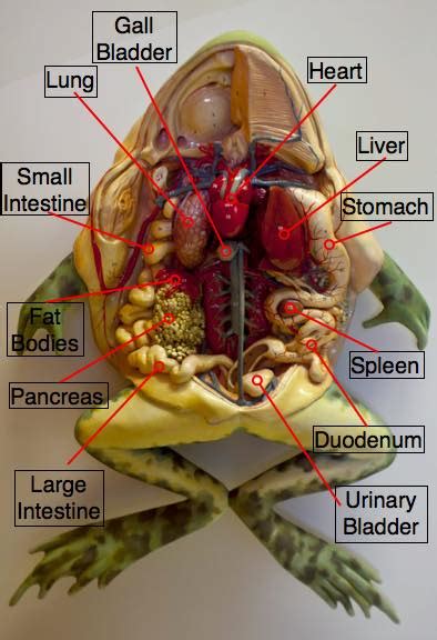 Dissecting A Human Body