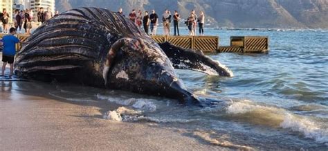 Massive Tonne Dead Whale Oozing Fluids Out Carcass Washes Up And