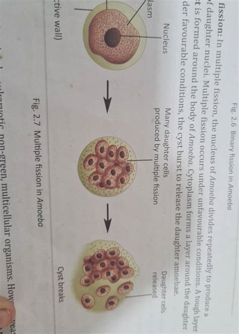 Multiple Fission In Amoeba