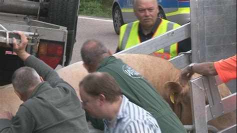 Nonstopnews Mit Bullen Beladener Anh Nger Berschl Gt Sich Auf