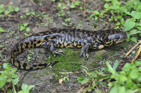 Western Tiger Salamander - AMPHIPEDIA