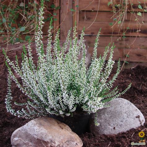 Sommerheide Besenheide Calluna Melanie Gardengirls®