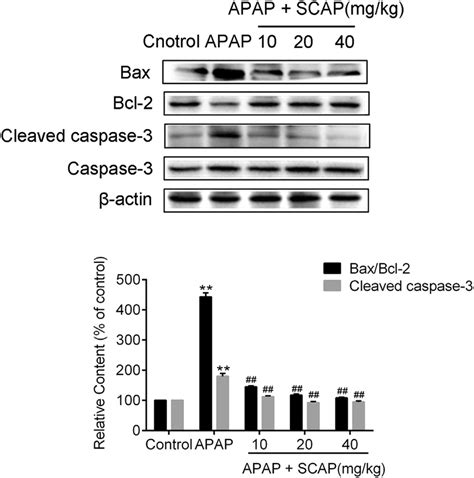 Scap Reduced The Bax Bcl Ratio And The Expression Of Cleaved