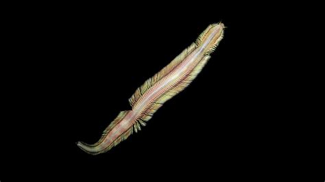 Newly Discovered Deep-Sea Worm Named after WHOI Alvin Pilot