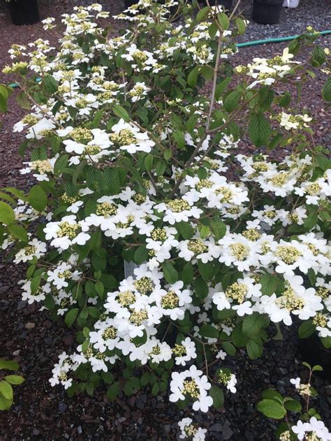 Viburnum Pt Summer Snowflake Viburnum Doublefile Summer Snowflake