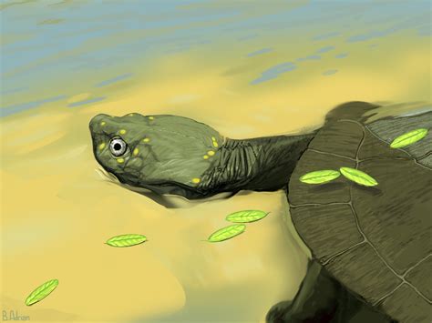 New Species Of Ancient Turtle Discovered 96 Million Year Old Fossil Is Earliest Evidence Of