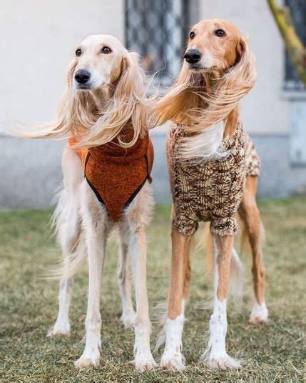 60 fotos dos cachorros mais exóticos do planeta Busca voluntária