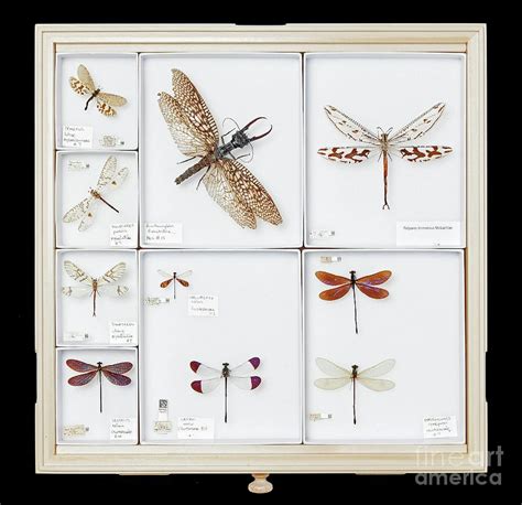 Mounted Dragonfly Specimens Photograph By Natural History Museum