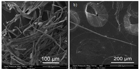 Scanning Electron Microscopy SEM Images Of Different Cellulose