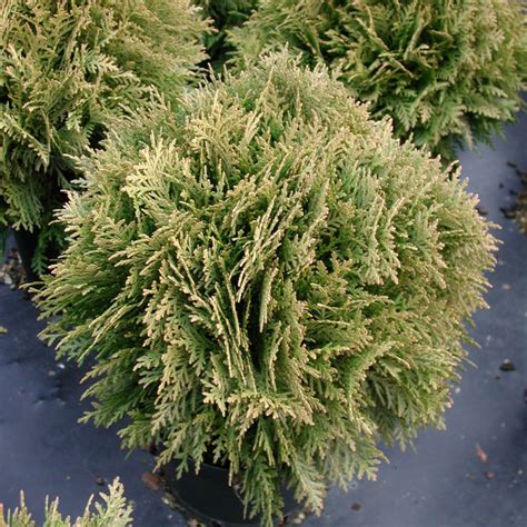 Thuja Occidentalis Golden Globe