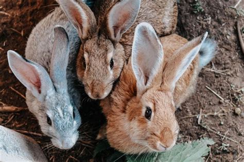 Krafttier Hase Das Kleine Krafttier Mit Großer Symbolik Sinnopedia