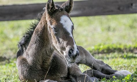 Newborn Foal Standing