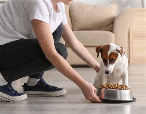 Perros Y Gatos Felices Qué Necesitan Tus Mascotas Para Sentirse Bien