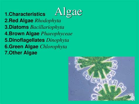 Algae Characteristics Online Presentation