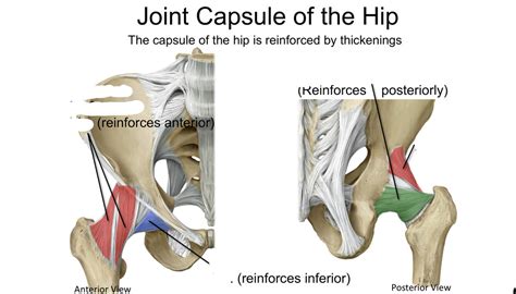 Joint Capsule of Hip Diagram | Quizlet