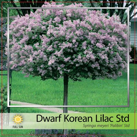 Dwarf Korean Lilac Std