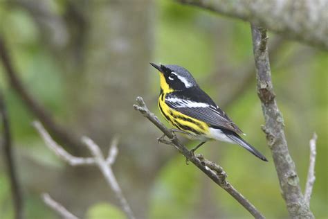 Magnolia Warbler Male By Jackie B Elmore 5 13 2023 Jeffer Flickr