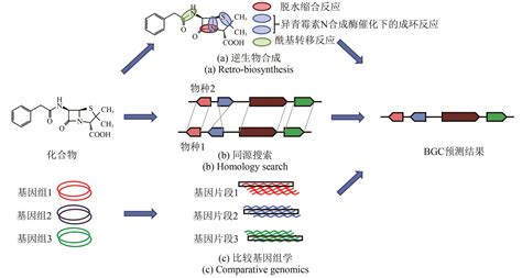 微生物组生物合成基因簇发掘方法及应用前景