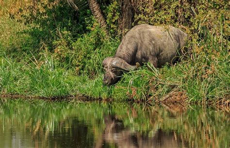 Michel Bury Photographie De Nature Photography Buffle Dafrique S