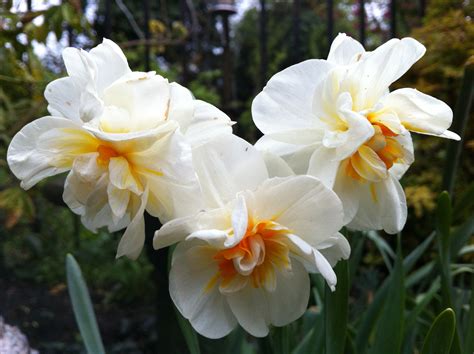 Daffodils Now Over Sunils Garden